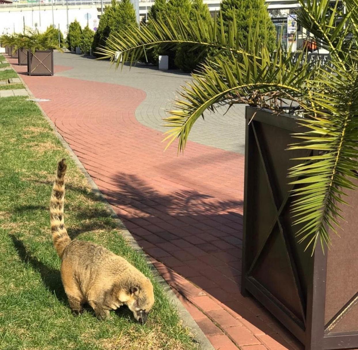 Трогательный зоопарк цены. Зоопарк в МОРЕМОЛЛЕ В Сочи. Трогательный зоопарк. Трогательный зоопарк Сочи. Трогательный зоопарк Сочи МОРЕМОЛЛ.