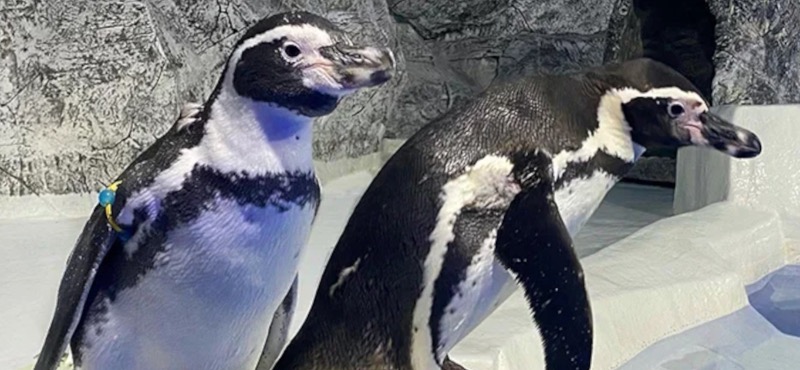 Билет в Пингвинарий Большого Сочинского Дельфинария